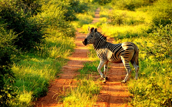 Ontmoet zebra's tijdens de safari ritten 600_afrika_pa_jan_maart_2016_47.jpg